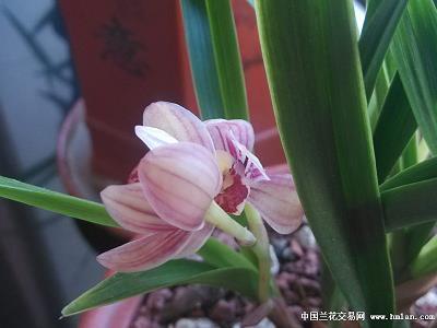 鹤唳华亭