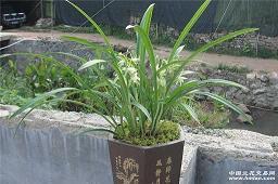 麻炬