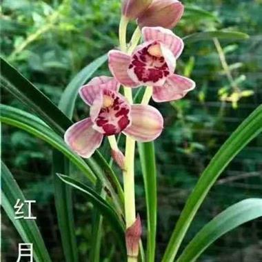 鱼簖