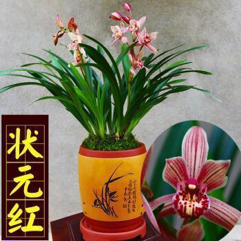 鰦