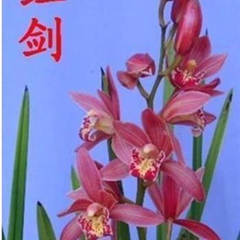 鍦