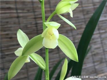 2021年春节朋友圈最流行祝福语