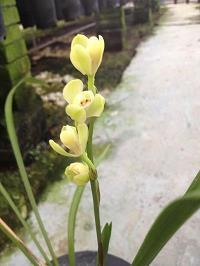 顾头不顾脚
