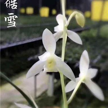绎