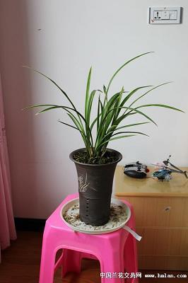 辂