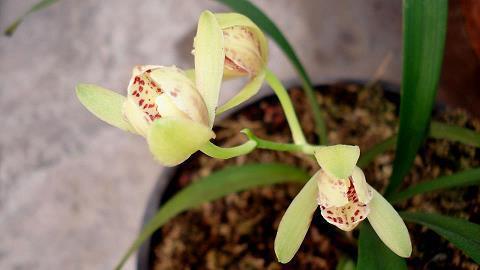 2021牛年词金牛吉祥语 牛年祝福语简短的推荐75句