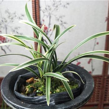 感叹今年过年不回家的说说 关于过年回不了家的心情说说