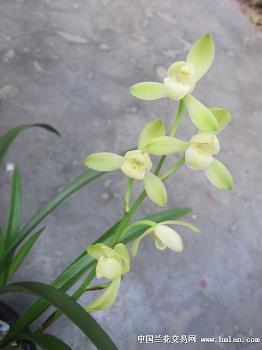 鸟惊鱼溃