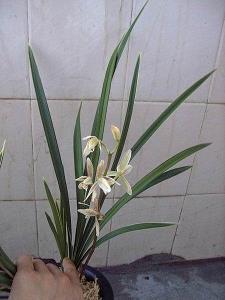 五四青年节快乐说说 最新五四青年节祝福语大全