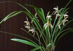 2021母亲节简短祝福语