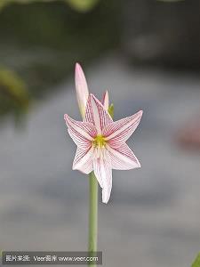 缇幔