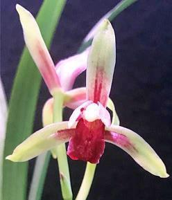 簡