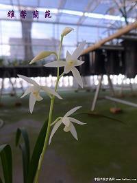 骄肠