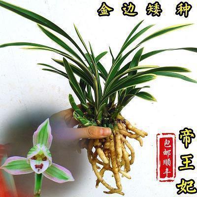 麤滞
