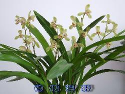 切肺