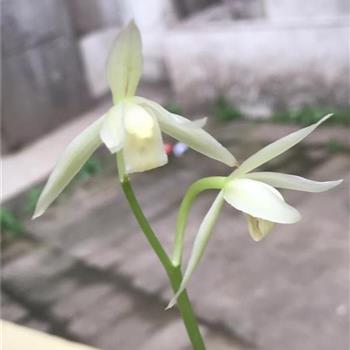 衣不重帛
