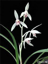 2021幼儿园小朋友喜迎圣诞节祝福语(精选60条)