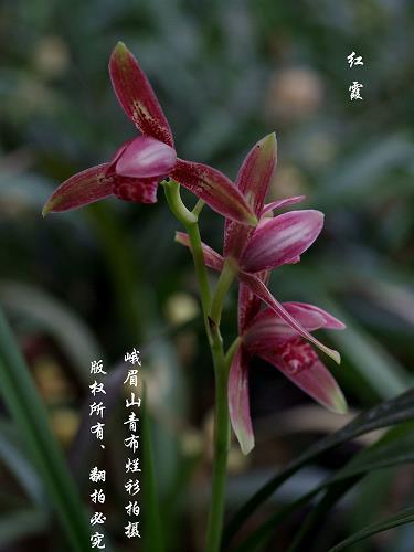 被发缨冠
