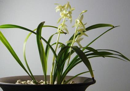 处暑节气谚语 处暑节气句子(精选48句)