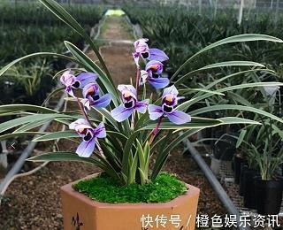 2020给闺蜜的狗年春节祝福语