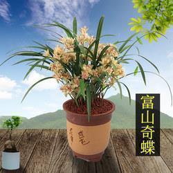 减肥自律的句子 自嘲自己胖的搞笑句子汇总37句