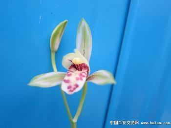 鹤扇