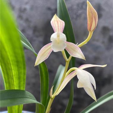 龙行虎步
