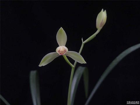 贞松劲柏