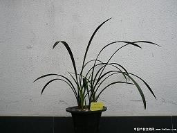 虚有其表