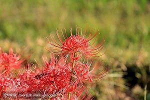 院子里的花开了的说说