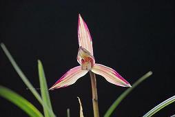 郖