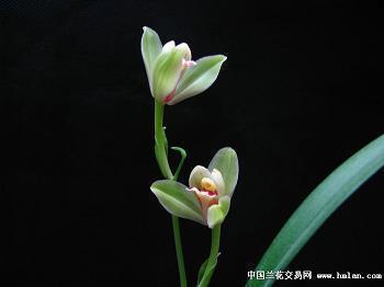 胶胶