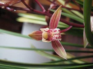 2021小暑节气朋友圈祝福语摘抄28句