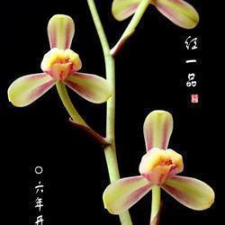 黡合