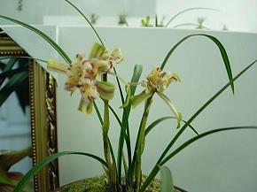 2021三八妇女节问候句子最新版