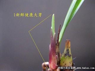鳪衣