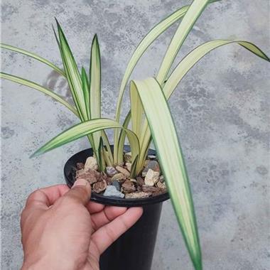 血性