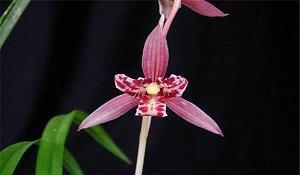 2020春节个性祝福语