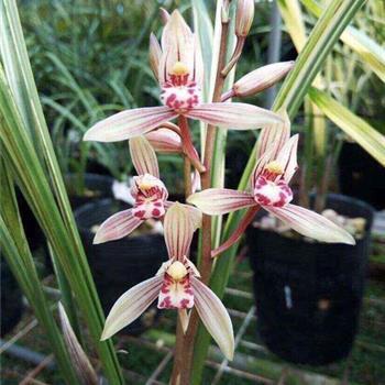 2021年国庆节简短祝福语文案(精选71条)