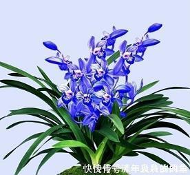 兴代