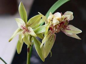 2021正月十五元宵节祝福语说说最新