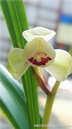脰