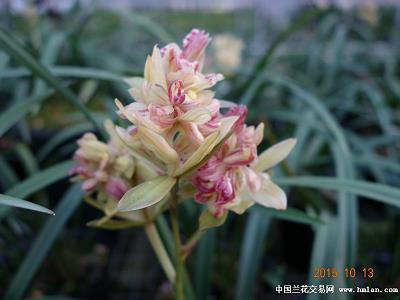 有创意最吉利的微信拜年句子 小年拜年微信说说大全