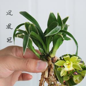 鮉