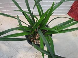 财殚力痡