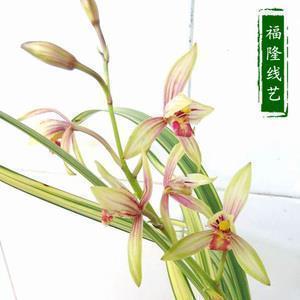 职僚