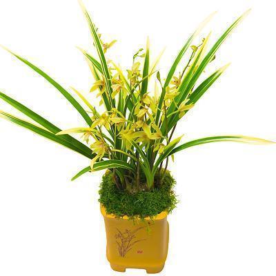 希望对方过得好的句子