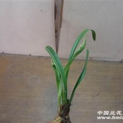 鹤厅
