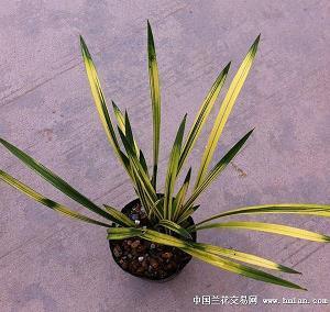 哲理句子唯美简短