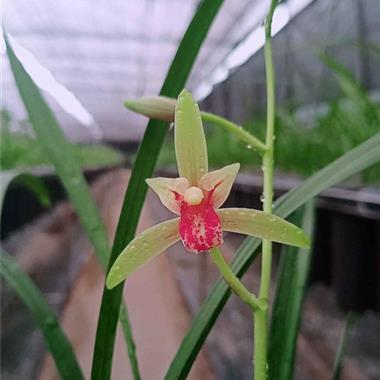 2021小学生向国旗敬礼签名寄语(精选58条)